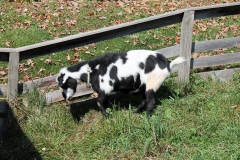 Another Goat