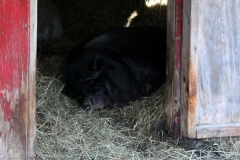 Inside the Barn View