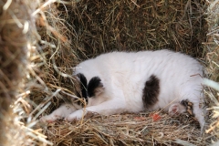Resting in the Hay Bales