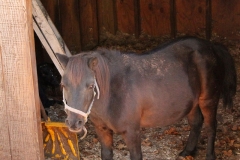 Mini Horse in the Shed again