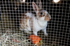 Rabbit