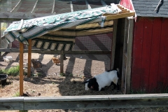 Goat by the Chickens