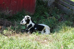 Goat by the Barn