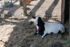 Goat in the Shade