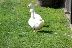 Ducks Walking on the Grass