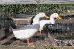 Ducks
