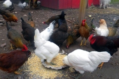 Chickens