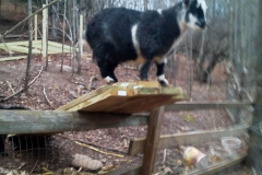 The Goat Fence