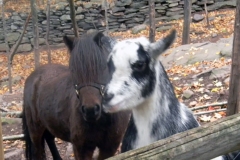 Mini Goat Horse