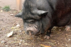 Pig
